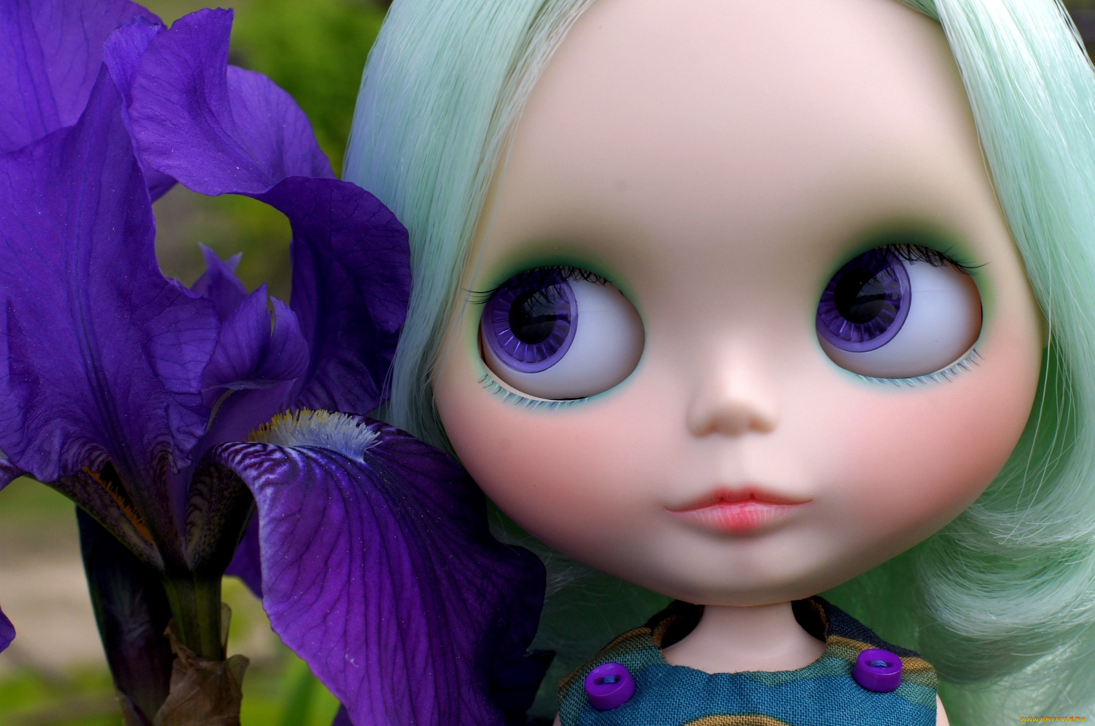 Dolls iris. Кукла Ирис. Ирис Doll ribbons. Blossom Doll Iris. Кукла Ирис фото.